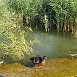 Mila - Keszeg * Zamárdi
